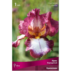 Ирис Кринолин (бородатый)