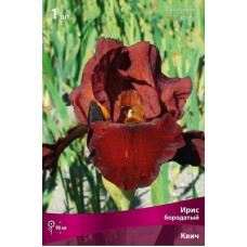 Ирис Квич (бородатый)
