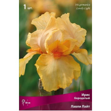 Ирис Лавли Лайт (бородатый)