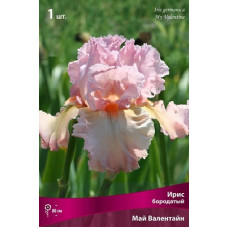 Ирис Май Валентайн (бородатый)