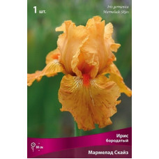 Ирис Мармелад Скайз (бородатый)
