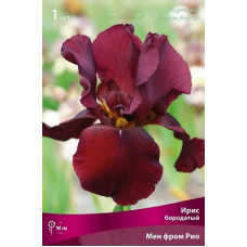 Ирис Мен Фром Рио (бородатый)