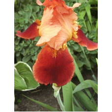 Ирис Натчез Трейс (бородатый)