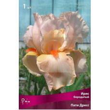 Ирис Пати Дресс (бородатый)