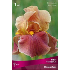 Ирис Пенни Лавэ (бородатый)