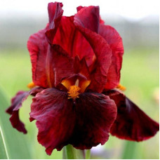 Ирис бородатый Ред Зингер