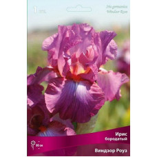 Ирис Виндзор Роуз (бородатый)