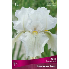 Ирис Вирджиния Агнес (бородатый)