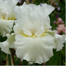 Ирис бородатый Вирджиния Агнес