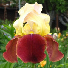 Ирис бородатый Бродвей Стар  