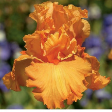 Ирис бородатый Чайна Дрэгон  