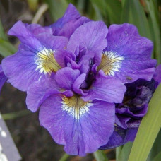 Ирис сибирский Дабл Стандарт  