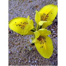 Ирис Денфорда