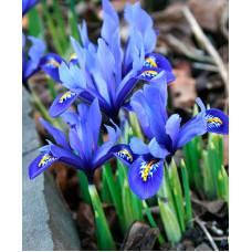 Ирис Гармония