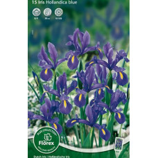 Ирис Блу (голландский)