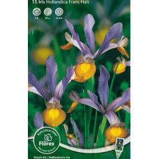 Ирис Франс Холс (голландский)
