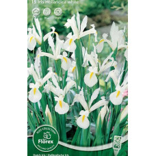 Ирис Вайт (голландский)