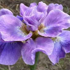 Ирис сибирский Хэвинг Фан 