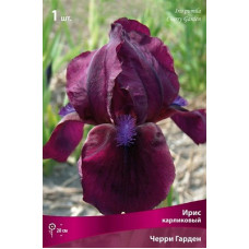Ирис Черри Гарден (карликовый)