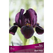 Ирис Дарк Овер (карликовый)