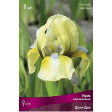 Ирис Долл Диэ (карликовый)