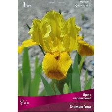 Ирис Глимин Голд (карликовый)