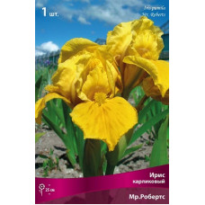 Ирис Мр.Робертс (карликовый)
