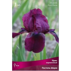 Ирис Пастель Шарм (карликовый)