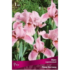Ирис Пинк Кастион (карликовый)