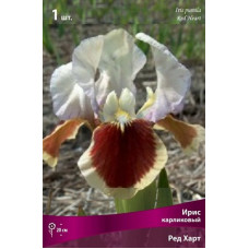 Ирис Ред Харт (карликовый)
