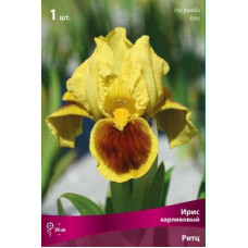 Ирис Риц (карликовый)