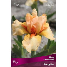 Ирис Тиклд Пич (карликовый)