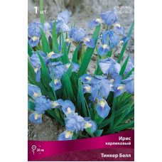 Ирис Тинкер Белл (карликовый)