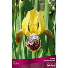 Ирис Вей Вум (карликовый)