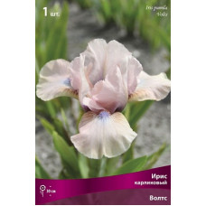 Ирис Волтс (карликовый)