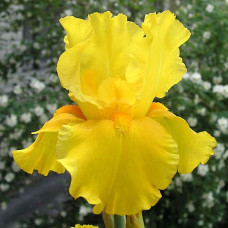 Ирис бородатый Кэролайн Голд  