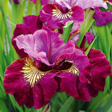 Ирис сибирский Мисс Эппл  