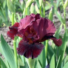 Ирис бородатый Монинг Шоу 