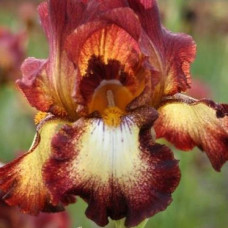 Ирис бородатый Римфайр  