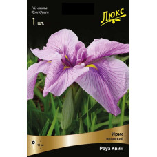 Ирис Роуз квин (японский)