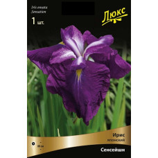 Ирис Сенсейшн (японский)