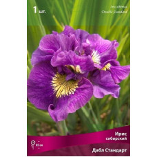 Ирис Дабл Стандарт (сибирский)