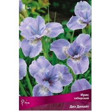 Ирис Диэ Дилайт (сибирский)