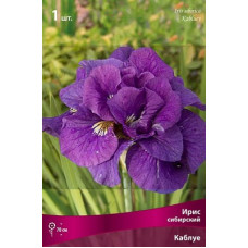 Ирис Каблуе (сибирский)