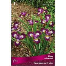 Ирис Контраст ин Стайлз (сибирский)
