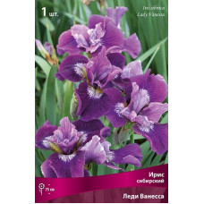 Ирис Леди Ванесса (сибирский)