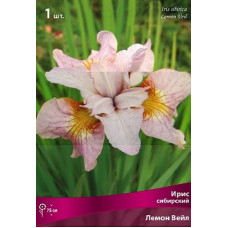 Ирис Лемон Вейл (сибирский)