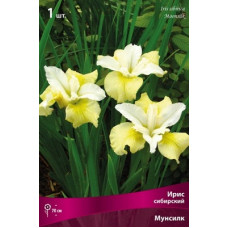 Ирис Мун Силк (сибирский)