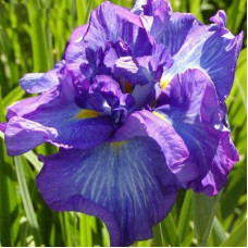 Ирис Электрик Рейз (японский)