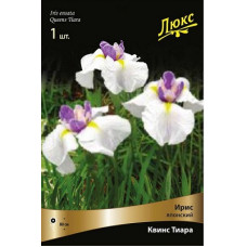 Ирис Квинс Тиара (японский)